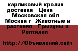 карликовый кролик.  доставка › Цена ­ 300 - Московская обл., Москва г. Животные и растения » Грызуны и Рептилии   